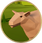 Sheep-icon.png