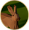 Hare-icon.png